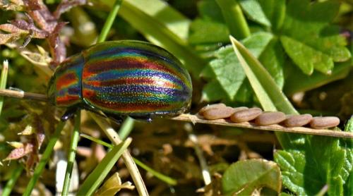 Chrysolina cerealis
